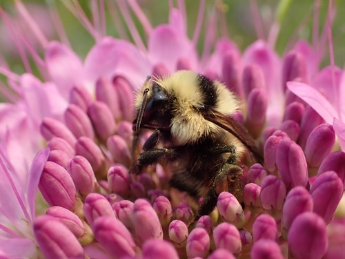 Bugs and Brews_Michelle Toshack_P9041720_thumb.jpg